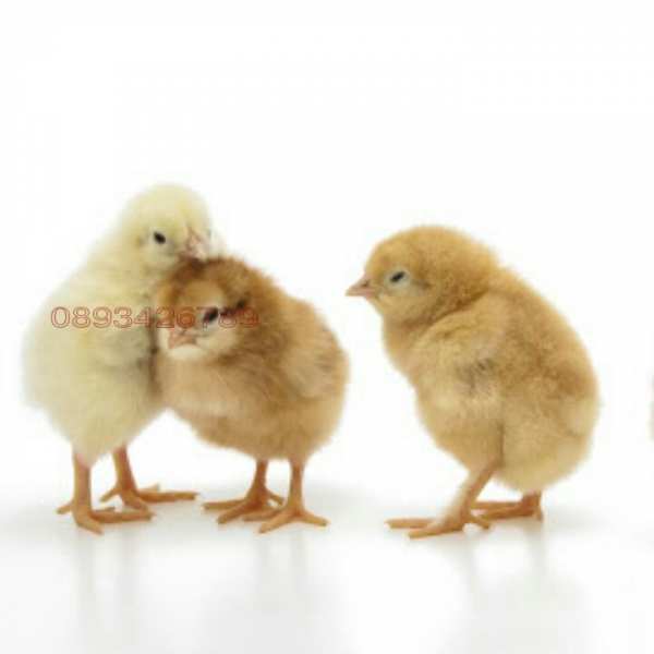 Продава бизнес имот, с. борисово, област русе