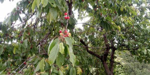 Продавам парцел, 866 кв м, в с Горно Вършило, област Пазарджик