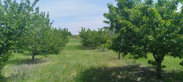 Овощна  градина - череши