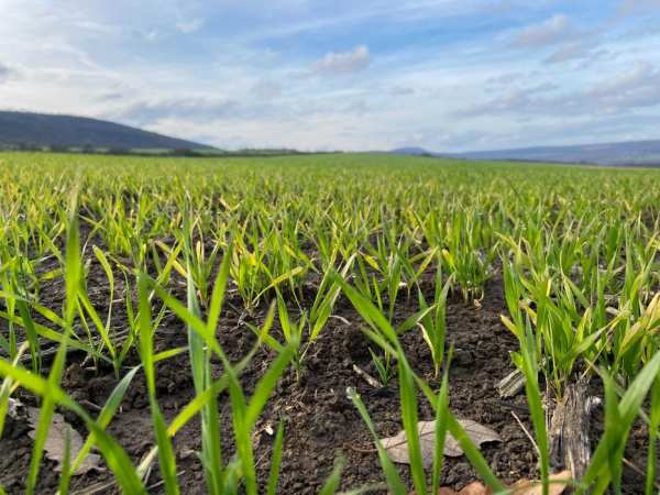 10 Декара Земя до Варна за Инвестиция - 90 ЛВ Рента