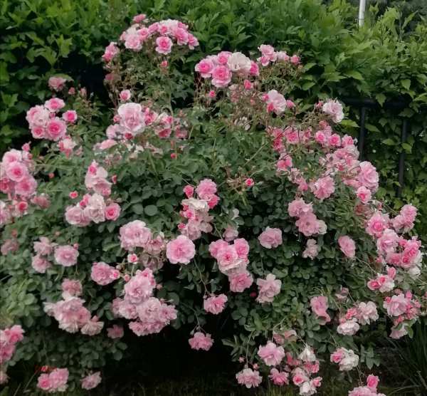 Продава 3-стаен, гр. пловдив, кършияка