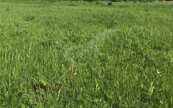 Продава пром. помещение, с. мътеница, област пловдив